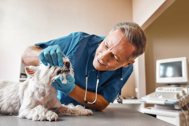 Best Emergency Dentist for Knocked-Out Tooth in Coson, OK